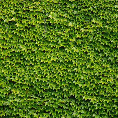 Ivy