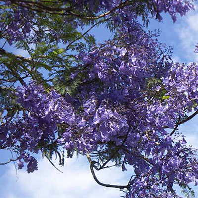Jacaranda