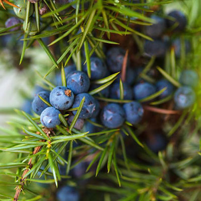 Juniper Tree