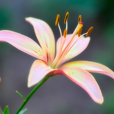 Lily