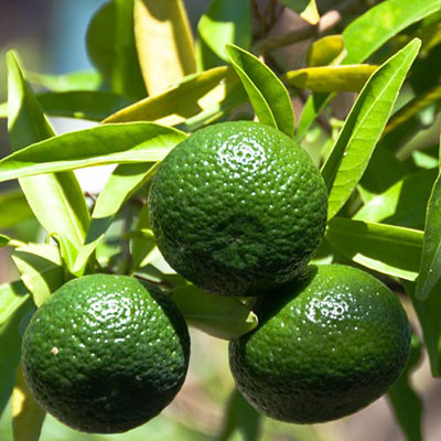 Lime Tree