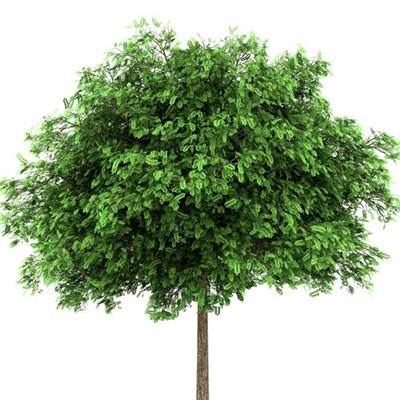  Locust Tree 
