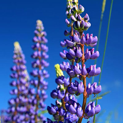 Lupin