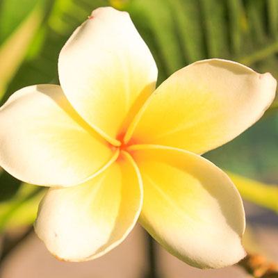 Magnolia