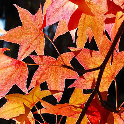  Maple Tree 