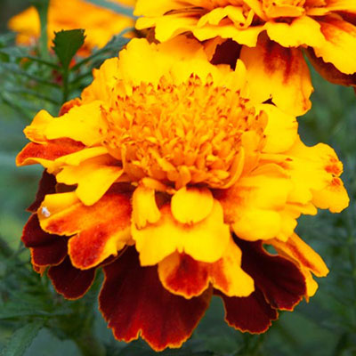  Marigold 