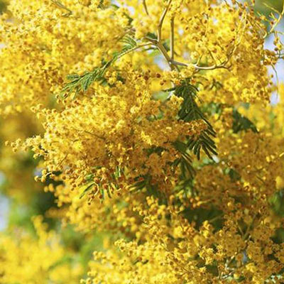 Mimosa