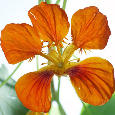 Nasturtium