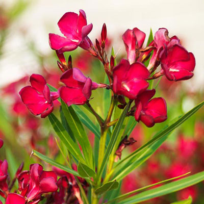  Oleander 