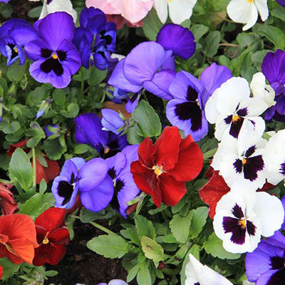 Pansy