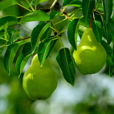 Pear Tree