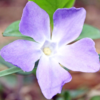 Periwinkle