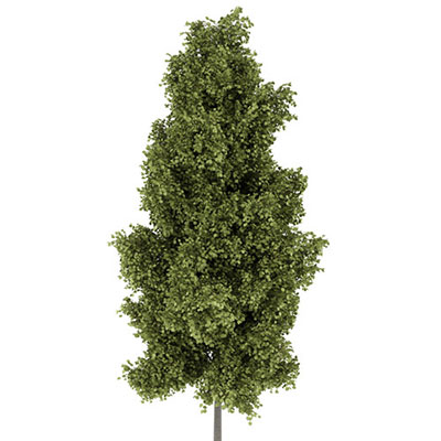 Poplar Tree