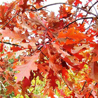 Red Oak