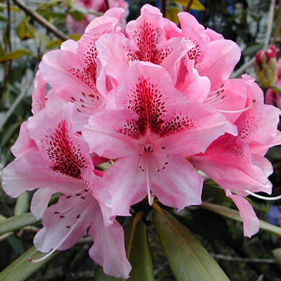 Rhododendron
