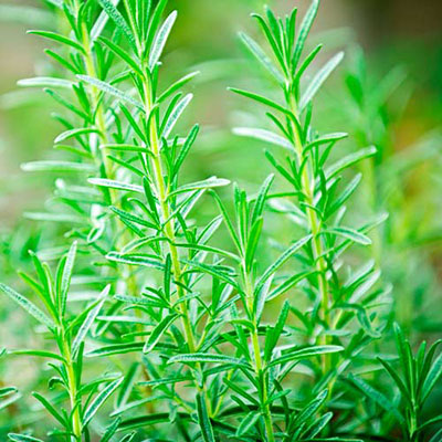  Rosemary 