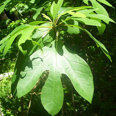 Sassafras