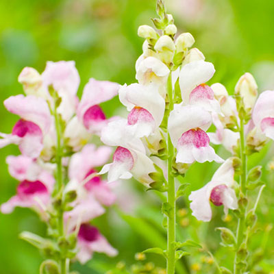  Snapdragon 