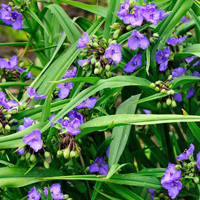 Spiderwort