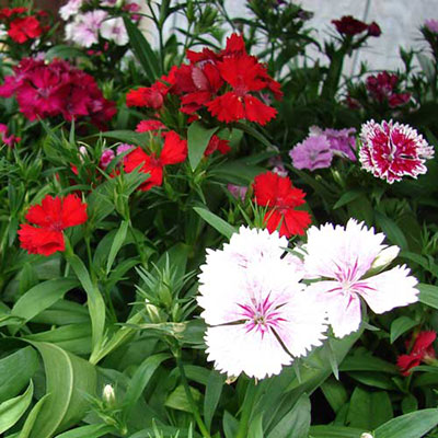 Sweet William