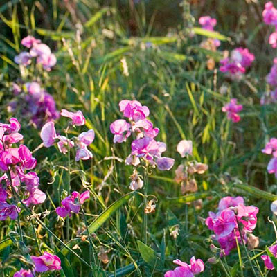 Sweetpea