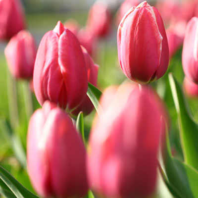 Tulip