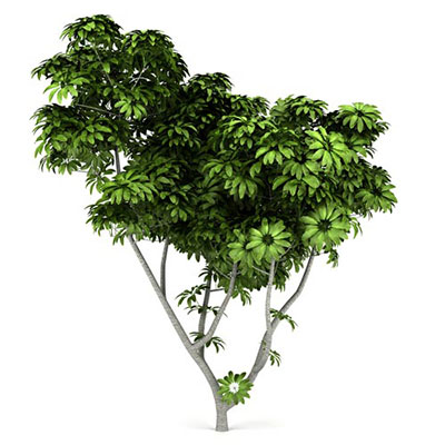 Umbrella Tree