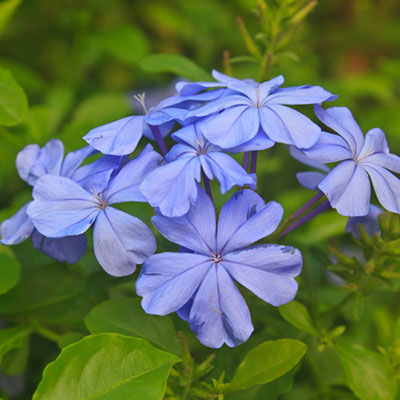Verbena