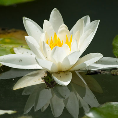 Water Lily