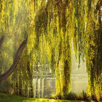 Weeping Willow
