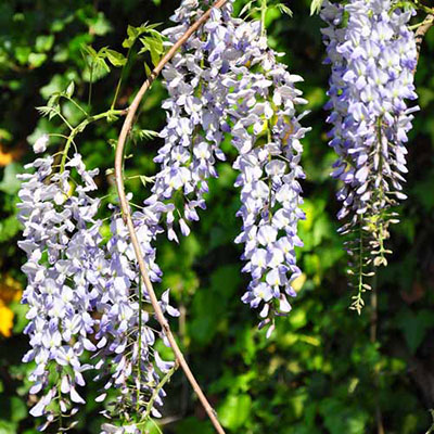 Wisteria