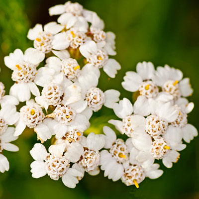 Yarrow