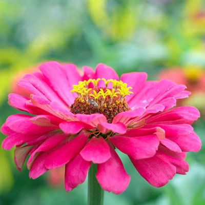 Zinnia