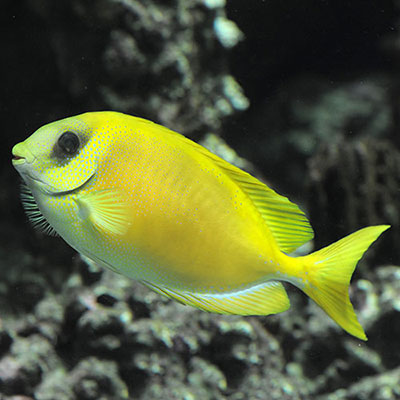  Rabbitfish 