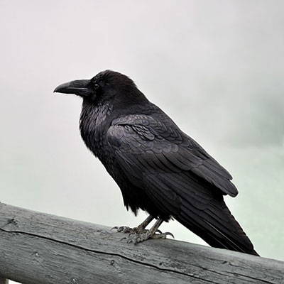 Raven