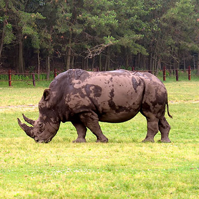 Rhino