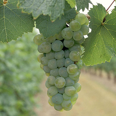 Riesling