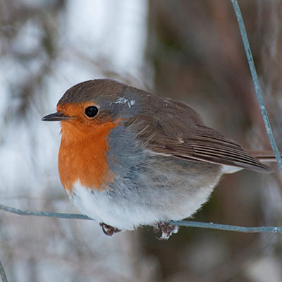 Robin 