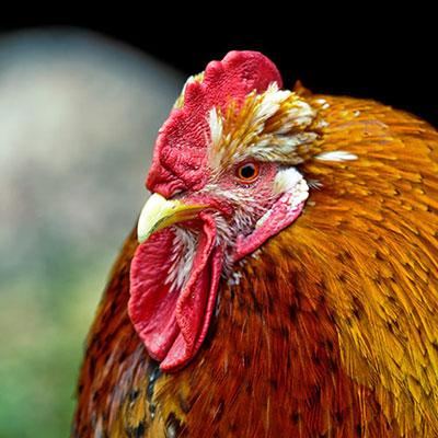 Rooster