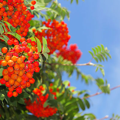  Rowanberry 