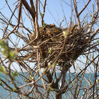 Birds Nest