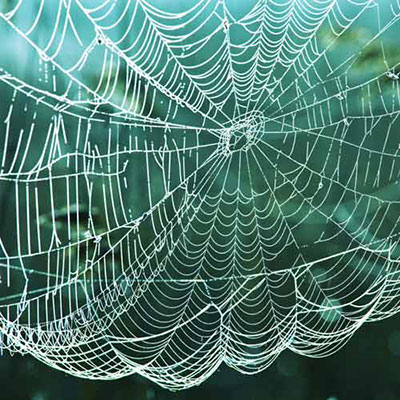 Cobweb