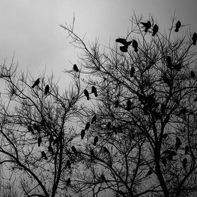 Crows