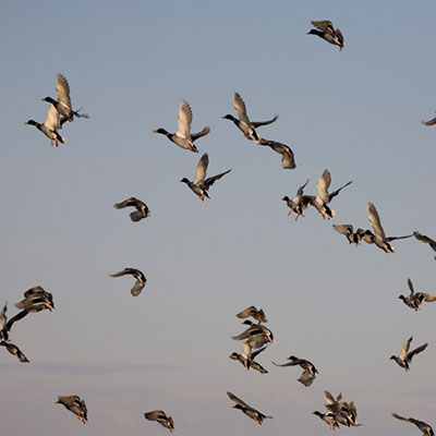 Ducks