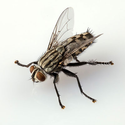 Fly