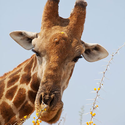 Giraffe 