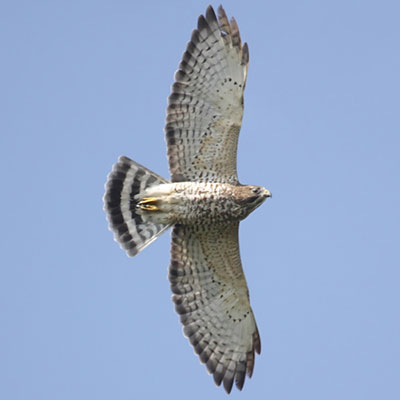  Hawk 