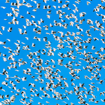  Migration 