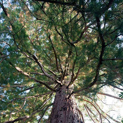 Treetops