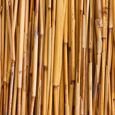 Bamboo